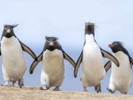 Конкурсът за най-забавни снимки на животни: Дивата природа като сцена Comedy Wildlife Photography Awards