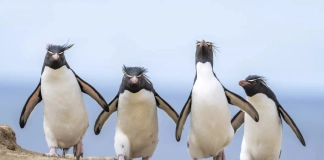 Конкурсът за най-забавни снимки на животни: Дивата природа като сцена Comedy Wildlife Photography Awards
