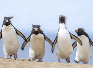 Comedy Wildlife Photography Awards