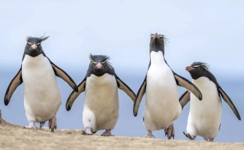 Конкурсът за най-забавни снимки на животни: Дивата природа като сцена Comedy Wildlife Photography Awards