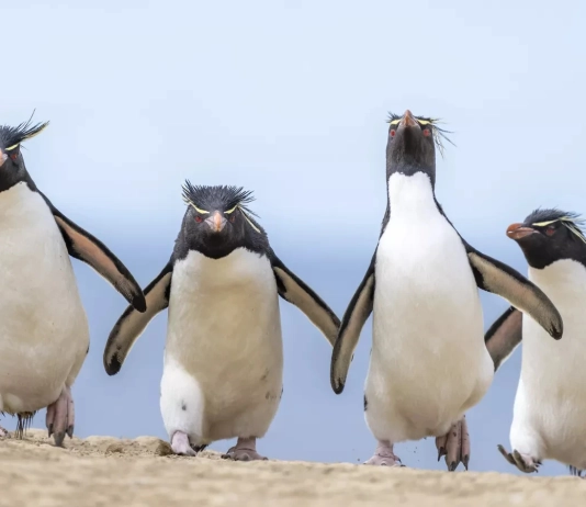 Конкурсът за най-забавни снимки на животни: Дивата природа като сцена Comedy Wildlife Photography Awards