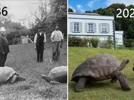 Снимка на Джонатан през 1886 г. и снимка от 2024 г. с принц Едуард