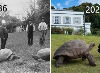 Снимка на Джонатан през 1886 г. и снимка от 2024 г. с принц Едуард