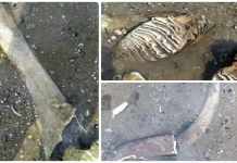 Находка: кости от мамут „изплуваха“ край русенското село Ряхово Древни останки от мамут откриха край Ряхово