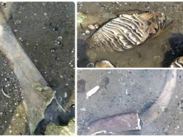 Находка: кости от мамут „изплуваха“ край русенското село Ряхово Древни останки от мамут откриха край Ряхово