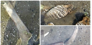 Находка: кости от мамут „изплуваха“ край русенското село Ряхово Древни останки от мамут откриха край Ряхово